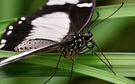 02 Saharan swallowtail (female, Papilo dardanus)